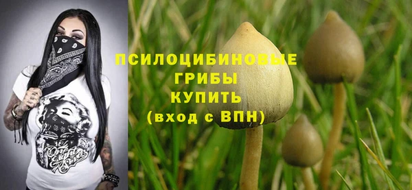 прущие грибы Магас